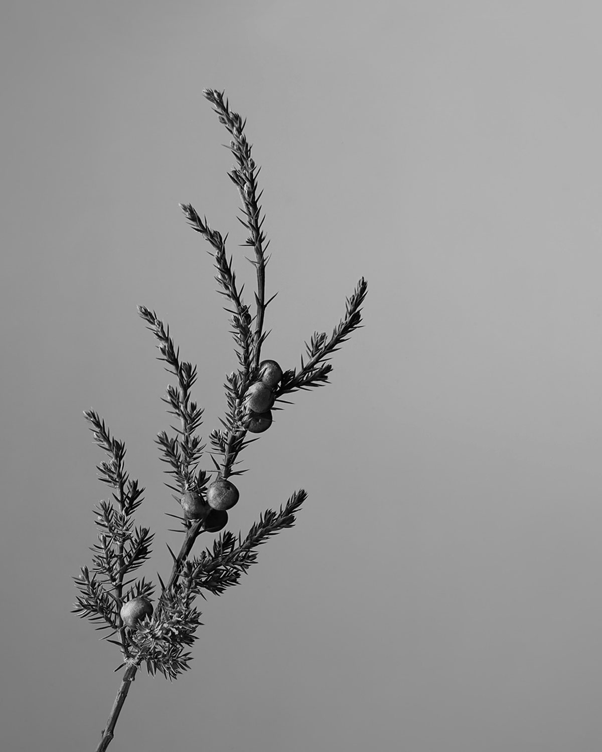 AESOP Eremia
