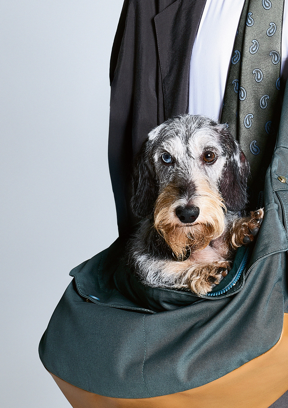 Giorgio Armani Poldo Dog Couture